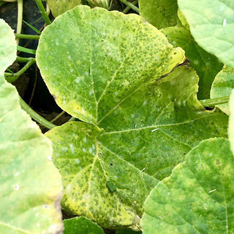 Downy mildew on leaf